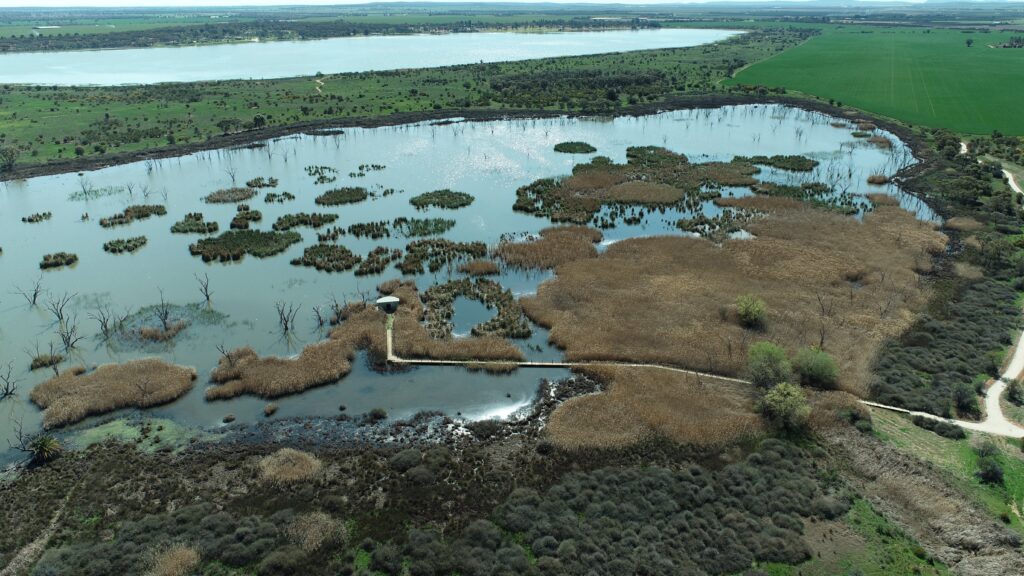 campbells-wetland